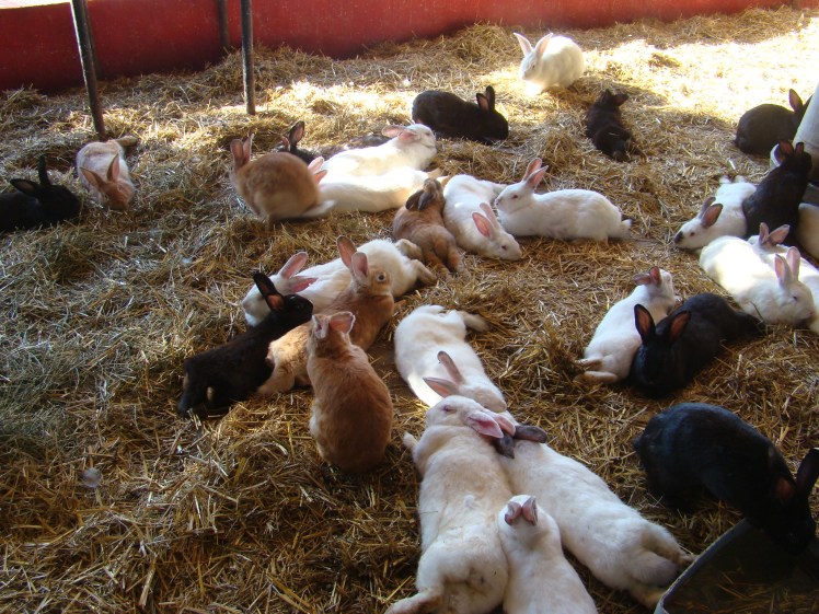 Rodizio Campo Luján - SSyP 1 (3)