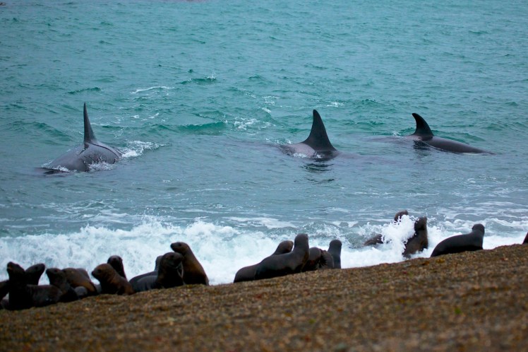 patagonia - copia (2)