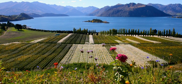 Rippon vineyard